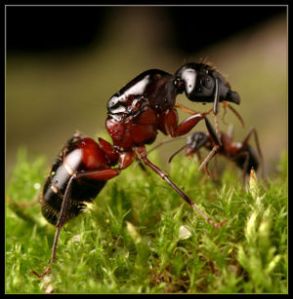 Camponotus-ligniperda-obrera